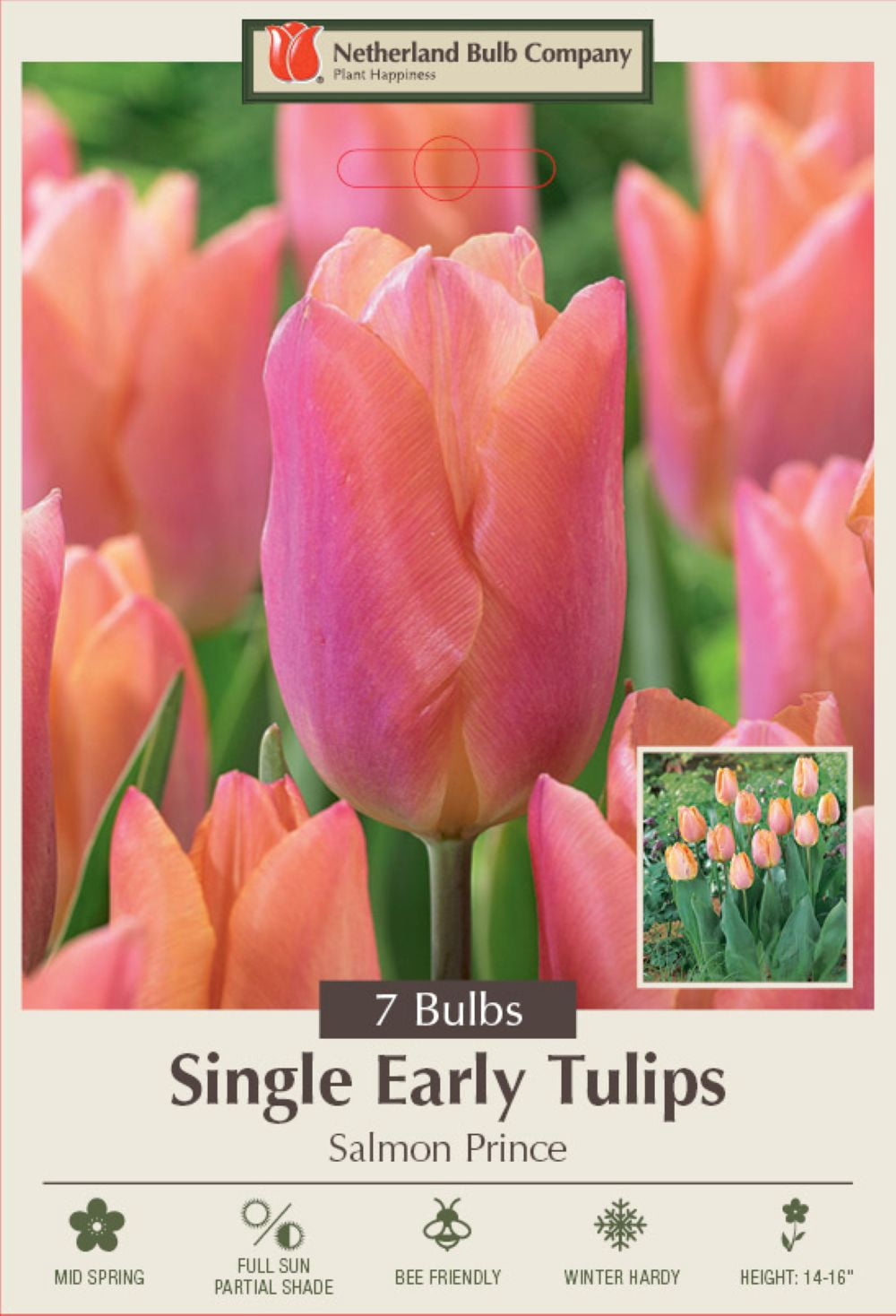 Salmon Prince Tulip Single Early - 7 Bulbs - 12/+ cm Bulbs - Walmart.com