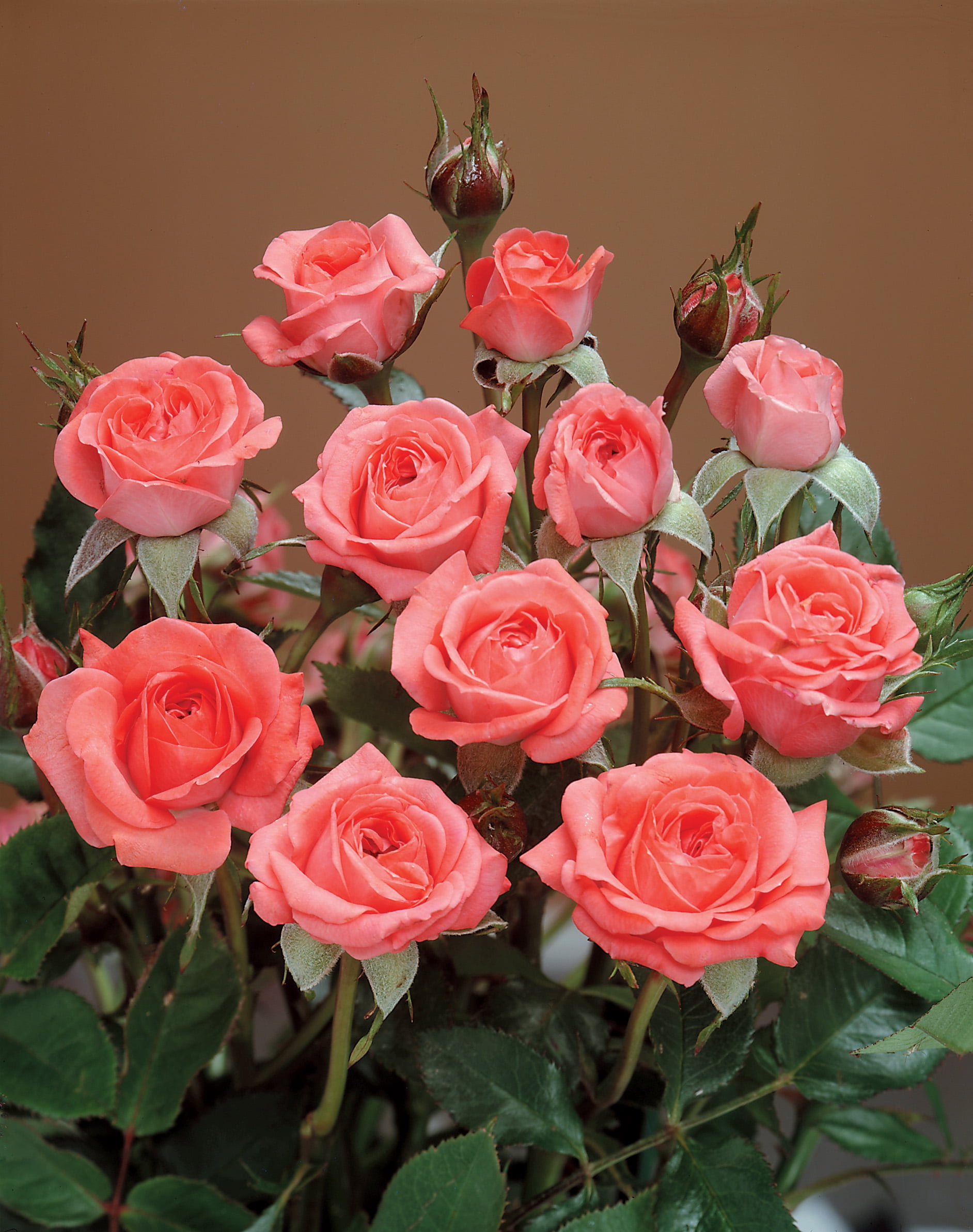 Salmon Sunblaze® Miniature Rose Bush - Hardy - 2.5