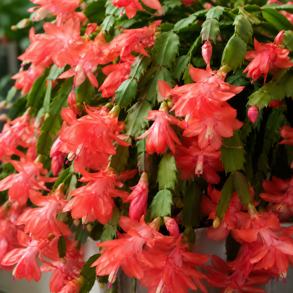 Salmon Thanksgiving Christmas Cactus Plants Live Holiday Cactus Plant Winter Bloom Flowers Plant 3"Pot