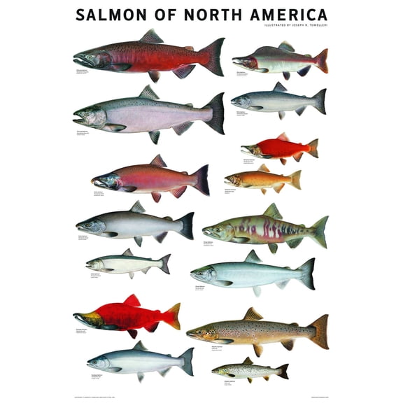 Salmon of North America Nature Field Guide Art Unframed Paper Poster 8x10in