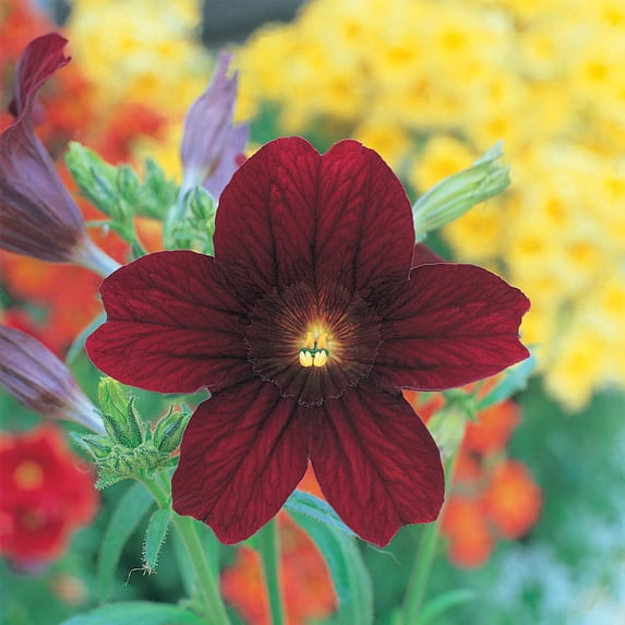 Salpiglossis Flower Seeds - Royale Series - Chocolate Brown Blooms - 1000 Seeds - Annual Flower Garden - Container and Border Flowers