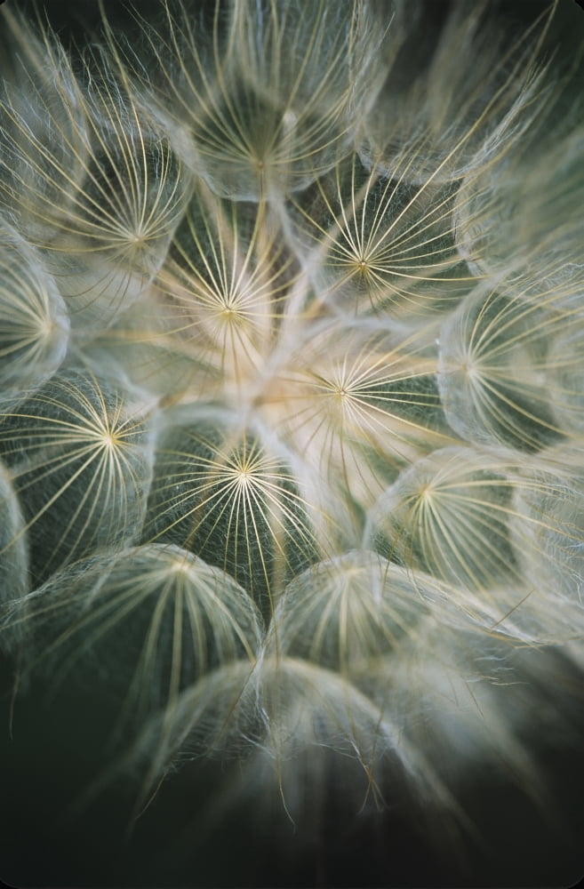 Salsify (Tragopogon) with its showy seed head Roanoke Virginia United States of America Canvas Art - Robert L Potts Design Pics (12 x 19)