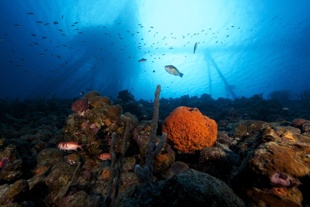 Salt Pier seen perched on top of reef Bonaire Caribbean Netherlands Canvas Art - Terry MooreStocktrek Images (18 x 12)