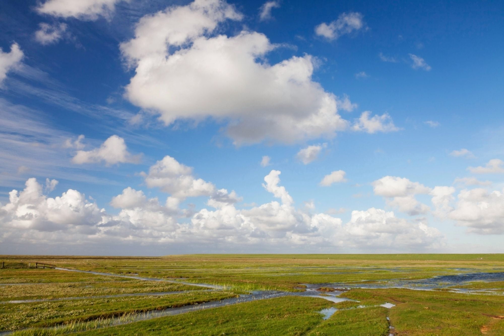 Salt meadow at Westerhever Eiderstedt Peninsula Nordfriesland Schleswig-Holstein Germany Canvas Art - Panoramic Images (36 x 12)