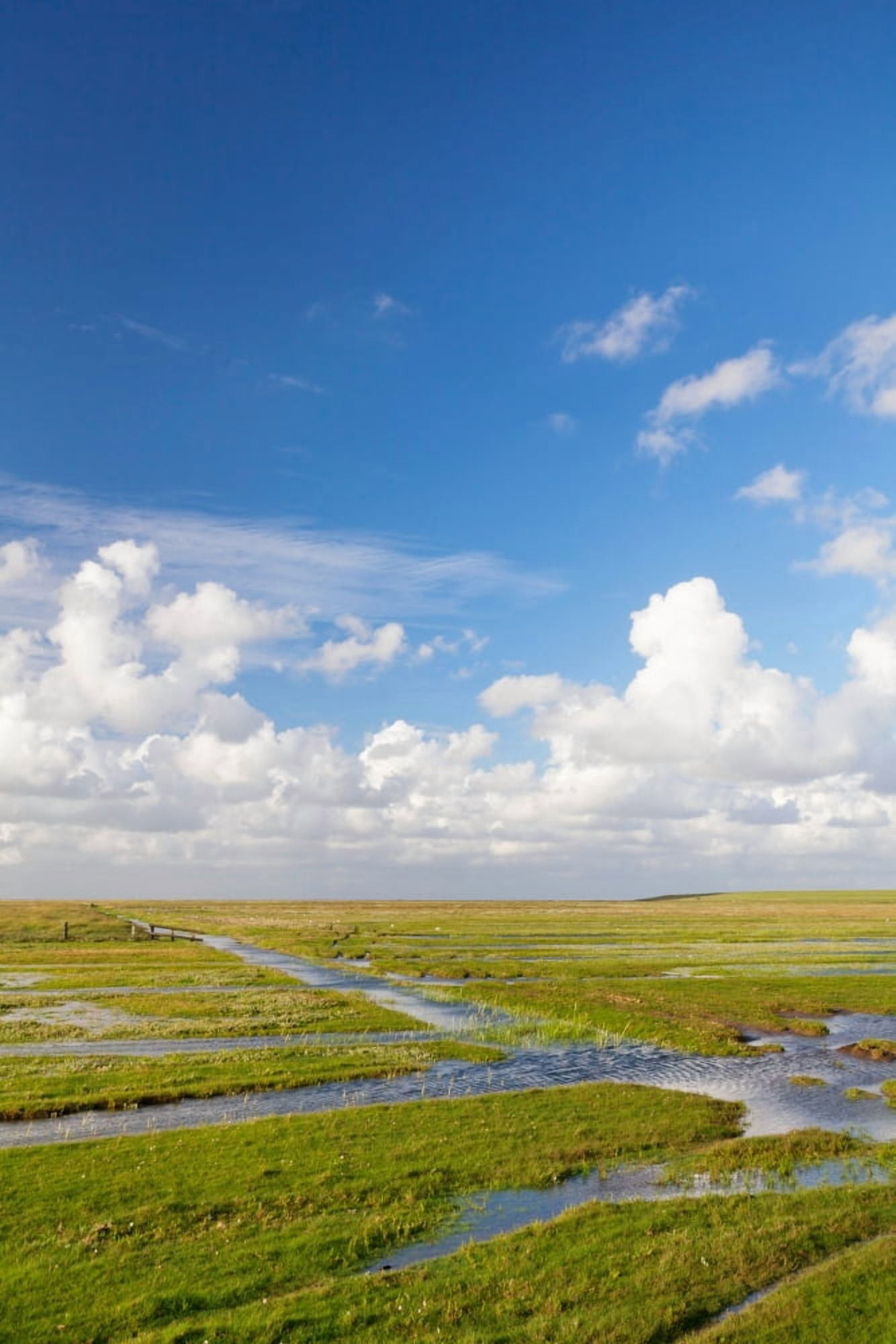 Salt meadow at Westerhever Eiderstedt Peninsula Nordfriesland Schleswig-Holstein Germany Canvas Art - Panoramic Images (36 x 12)