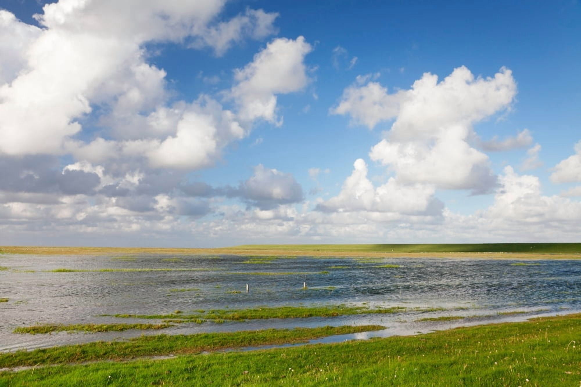Salt meadow at Westerhever Eiderstedt Peninsula Nordfriesland Schleswig-Holstein Germany Canvas Art - Panoramic Images (36 x 12)