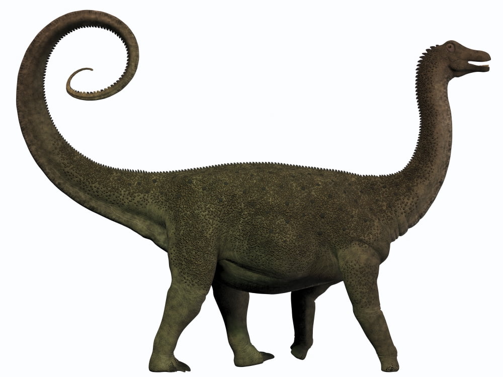Saltasaurus was a sauropod dinosaur of the Cretaceous Period of Argentina Canvas Art - Corey FordStocktrek Images (33 x 25)