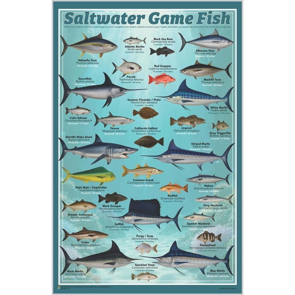 Saltwater Game Fish Mini Poster - 11.5" x 17.5". Laminated