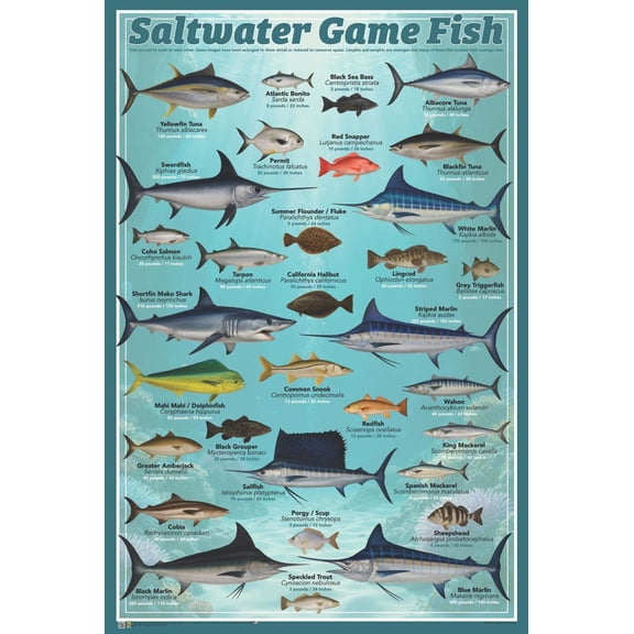 Saltwater Game Fish Poster - 24" x 36"