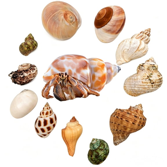 GIXUSIL 12Pcs Saltwater Hermit Crab Shells Supplies - GIXUSIL Growth Turbo Conch 1.6"-3.2" - Growth Turbo for Small to Medium/Large Crabs - Natural Sea Shell for Beach Decor (Random Shape)