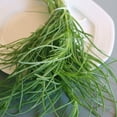 thumbnail image 1 of Saltwort Seeds - 1 g Packet ~250 Seeds - Salsola kali - Medicinal & Herbal Tea Herb Gardening Seeds - Non-GMO, Heirloom, Open Pollinated, Annual, 1 of 1