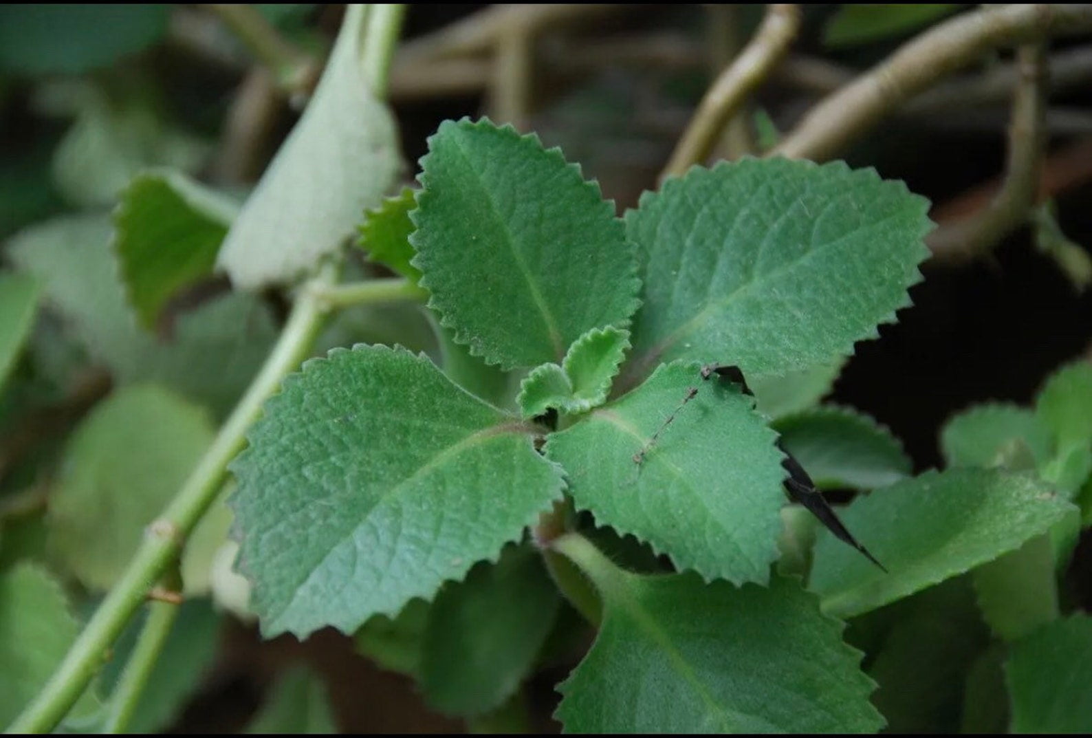 Salty Acres Organic Cuban Mexican Oregano Plants 5 To 8 Inches 3 Pack salty-acres-organic-cuban-mexican-oregano-plants-5-to-8-inches-3-pack