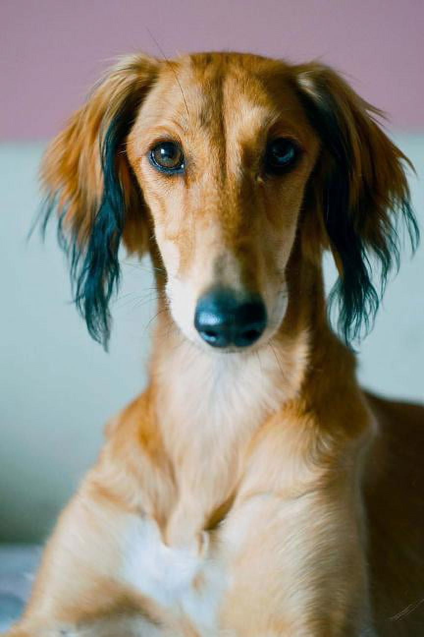Saluki Notebook (Paperback)