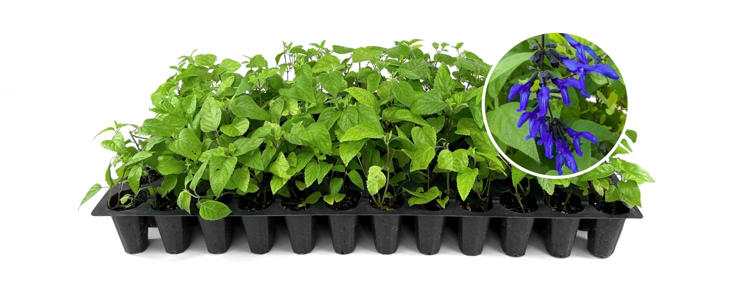 Salvia Black & Blue | 3 Live Plants | Salvia guaranitica | Hummingbird Magnet Perennial | Deep Blue Flowering Border Plant