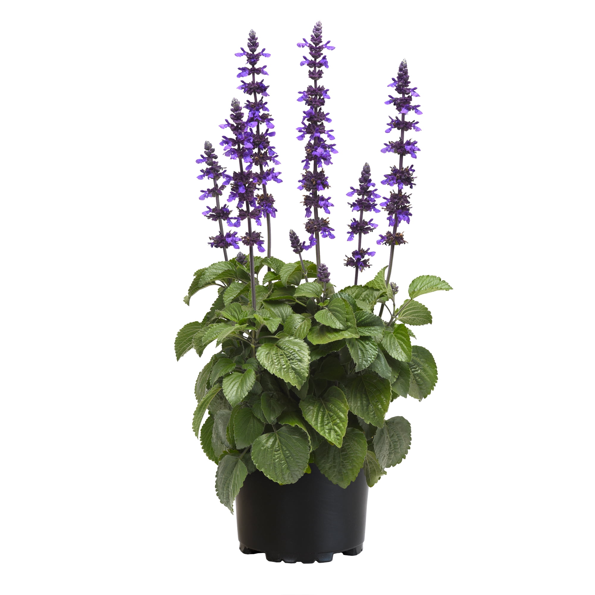 Altman Plants 1G Victoria Blue Salvia Annual Live Plant, Vibrant