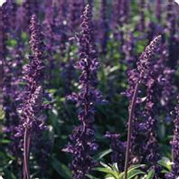 Salvia Evolution Violet ~50 Seeds – AAS Winner—Non-GMO, Annual or Perennial—Deep Indigo Blooms—98–112 Days—Heat & Drought Tolerant—Indoor or Outdoor Flower Garden Seeds