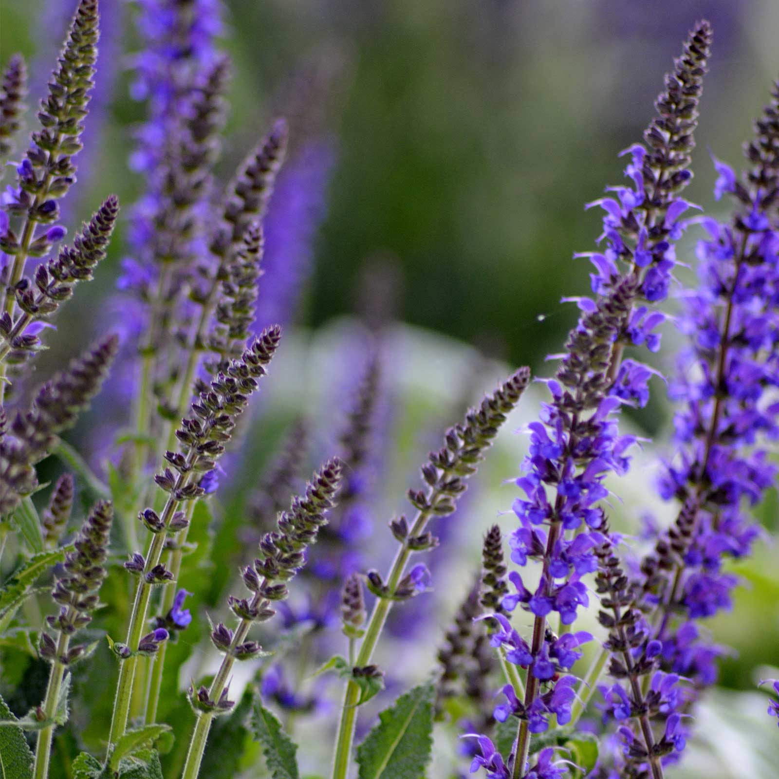 Salvia Skyscraper Dark Purple for Sale | Garden Goods Direct