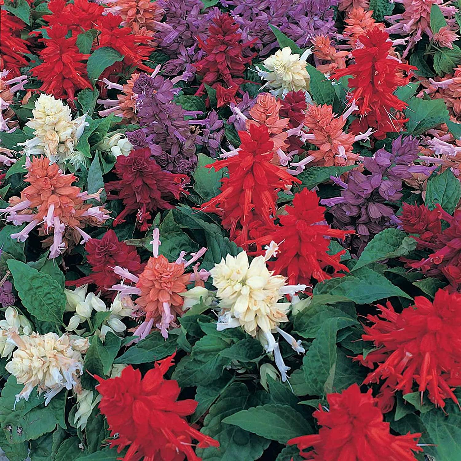 Salvia Flower Seeds, Sizzler Series, 1000 Seeds, Mixed Blooms