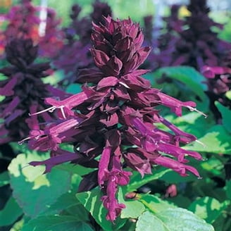 Salvia Seeds for Patio and Garden