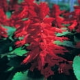 thumbnail image 1 of Salvia Flower Garden Seeds - Sizzler Series - 1000 Seeds - Red Blooms - Annual Flower Gardening - Salvia Coccinea - Flowering Spikes, 1 of 2