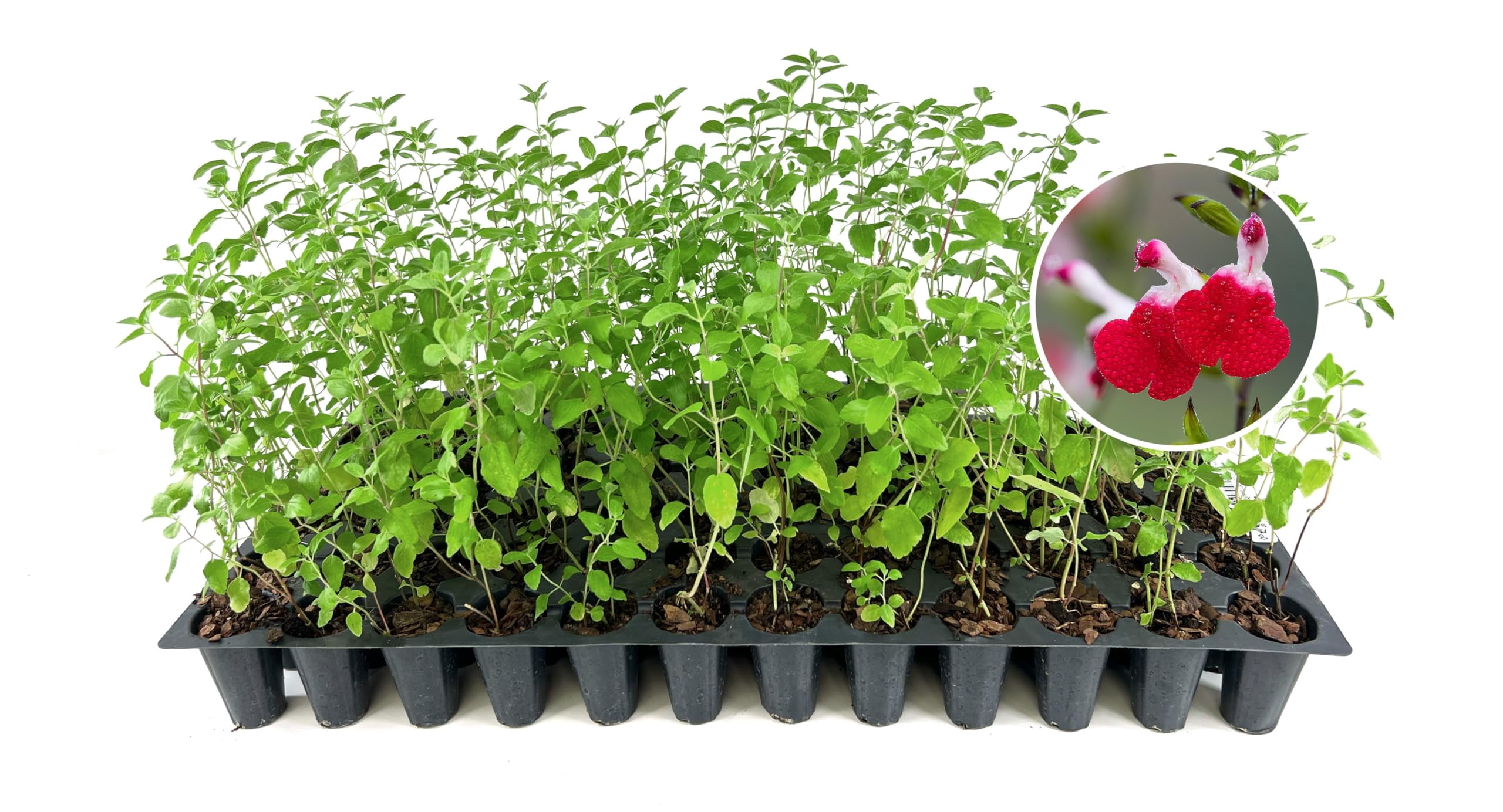 Salvia Hot Lips | 3 Live Plants | Salvia microphylla | Red and White Bi-Color Flowers | Hardy Perennial for Sunny Gardens