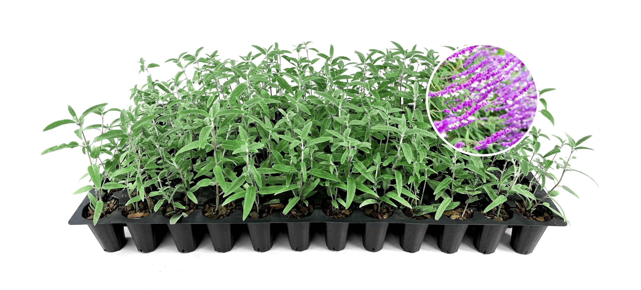 Salvia Mexican Sage | 3 Live Plants | Salvia leucantha | Velvety Purple Flower Spikes | Drought Tolerant Landscape Perennial