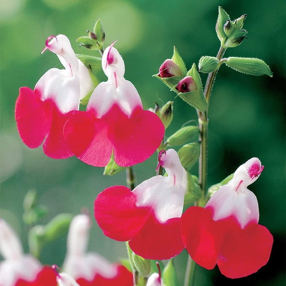 Salvia Microphylla Shrub, Red & White Flower, Hot Lips, Lot of 2, Starter Plants