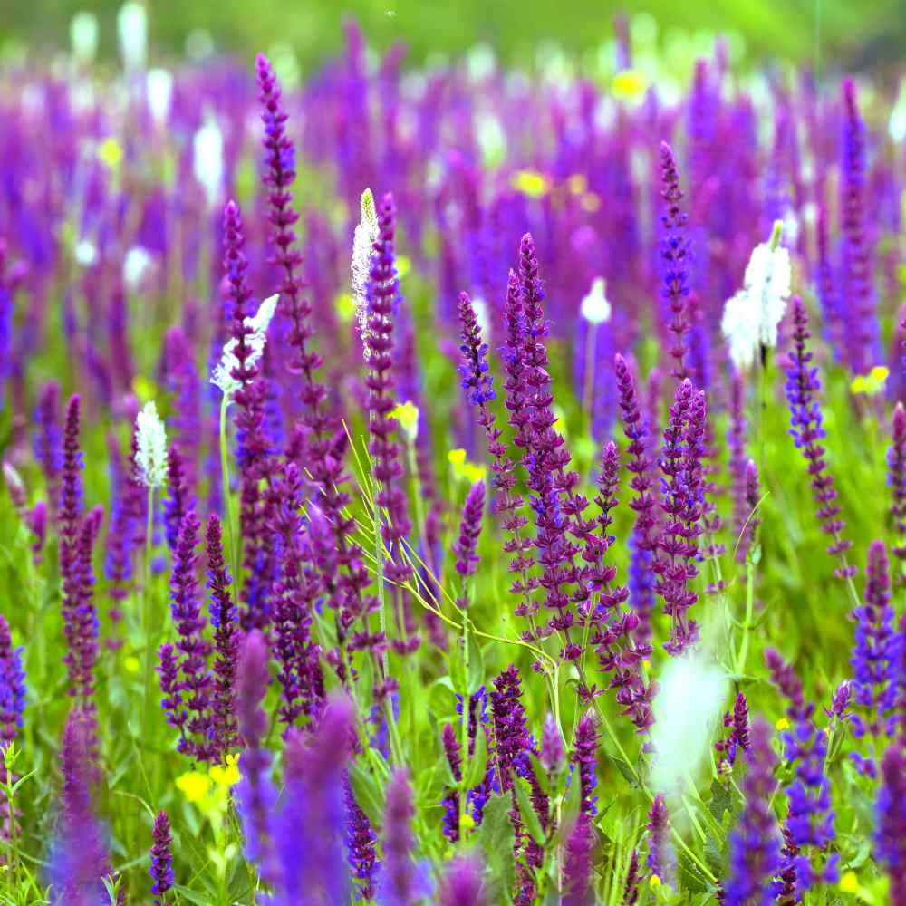 Salvia Officinalis Sage Drought Tolerant Xeriscaping Herb Plant Seeds - 1/4 LB