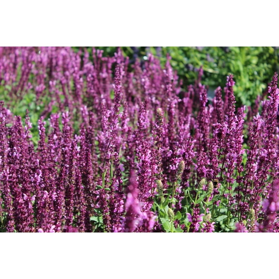 Salvia 'Rose Queen' -Meadow Sage- Hardy Perennial - Live Starter Plant