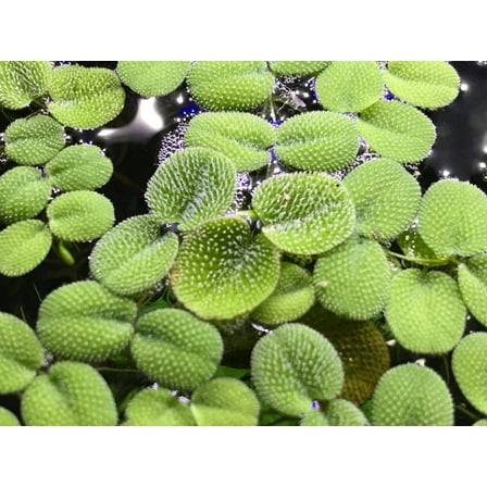 Salvinia Minima - Water Spangle - Tropical Floating Plant Aquarium Pond - 10+ Plants