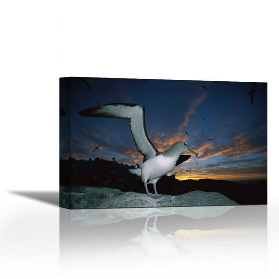 Salvins Albatrosses returning to colony at sunset, Bounty Islands, New Zealand - Contemporary Fine Art Giclee on Canvas Gallery Wrap - wall décor - Art painting - 36 x 24 Inch - Ready to Hang