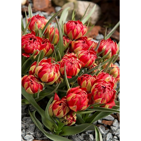 Samantha Species Tulip - 10 Bulbs - Multi-Flowering - 6/+cm Bulbs