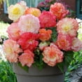 thumbnail image 1 of Samba Begonia Pastel Mix - 4 Bulbs - Begonia Samba, 1 of 4