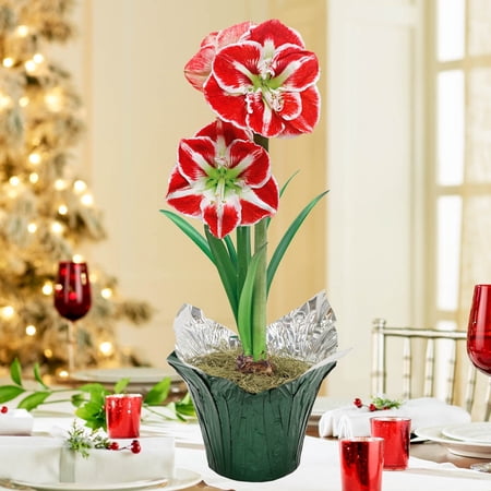Samba Red Flowering Amaryllis (Hippaestrum) Bulb Gift Kit, Planted in a Foil Wrapped 6 inch pot