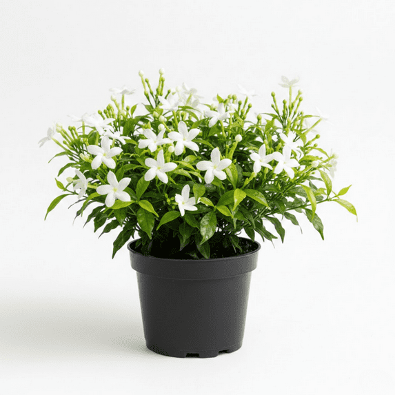 Sambac Jasmine Flower Plant, 5 - 7 Inches Starter Plant, Climbing Jasmine Live Plant in 3.5 Inches Pot, Fragrant Flowers for Indoor Growing