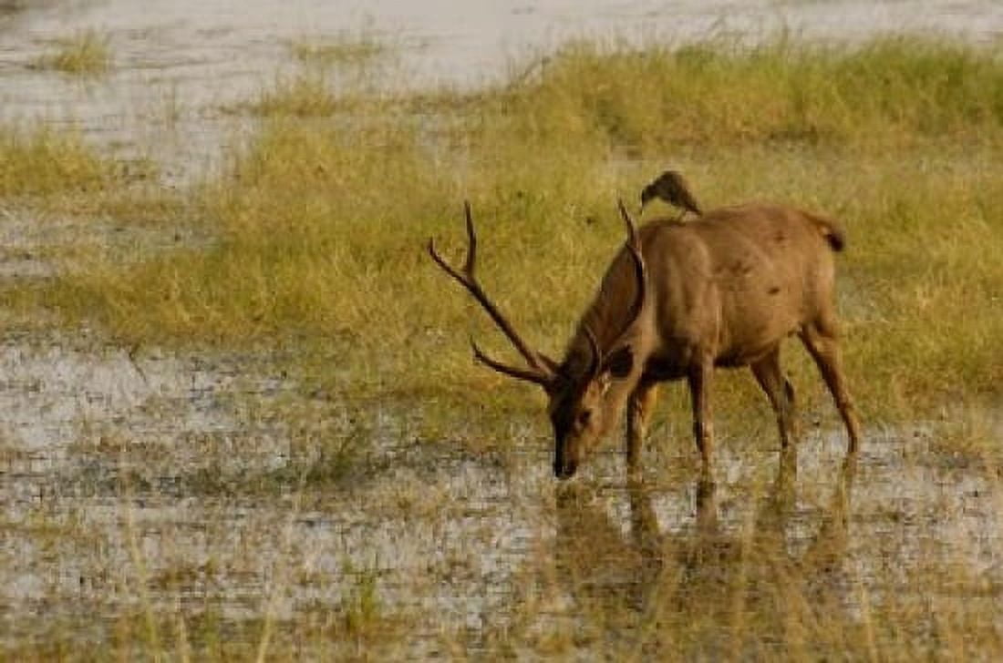 Sambar Deer Ranthambhore NP Rajasthan India Canvas Art - Pete Oxford DanitaDelimont (29 x 19)