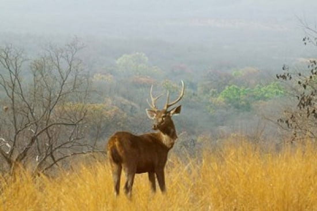 Sambar Deer in Ranthambore National Park Rajasthan India Canvas Art - Keren Su DanitaDelimont (36 x 24)