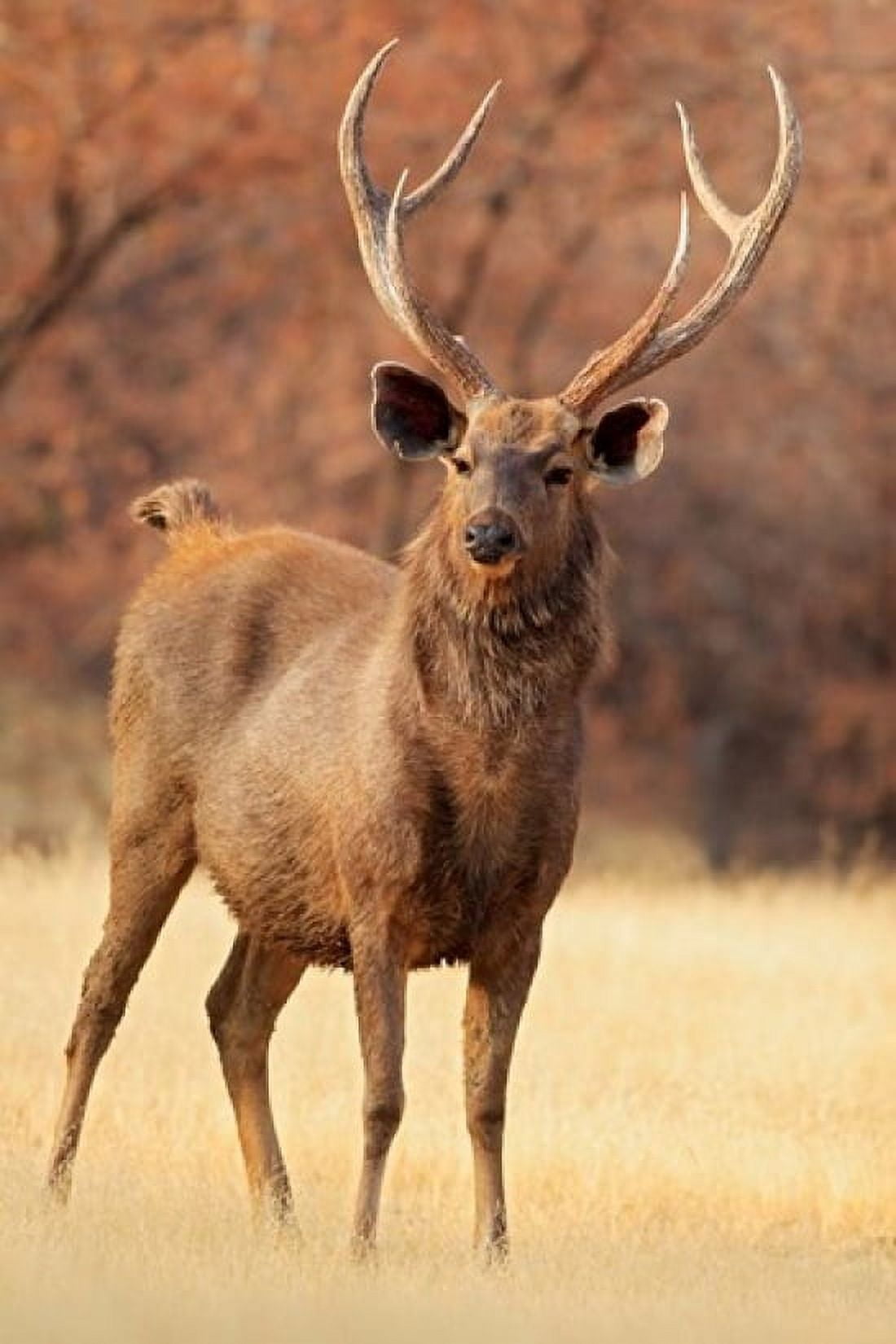 Sambar Stag in Dry Grassland Ranthambhor National Park India Canvas Art - Jagdeep Rajput DanitaDelimont (18 x 26)