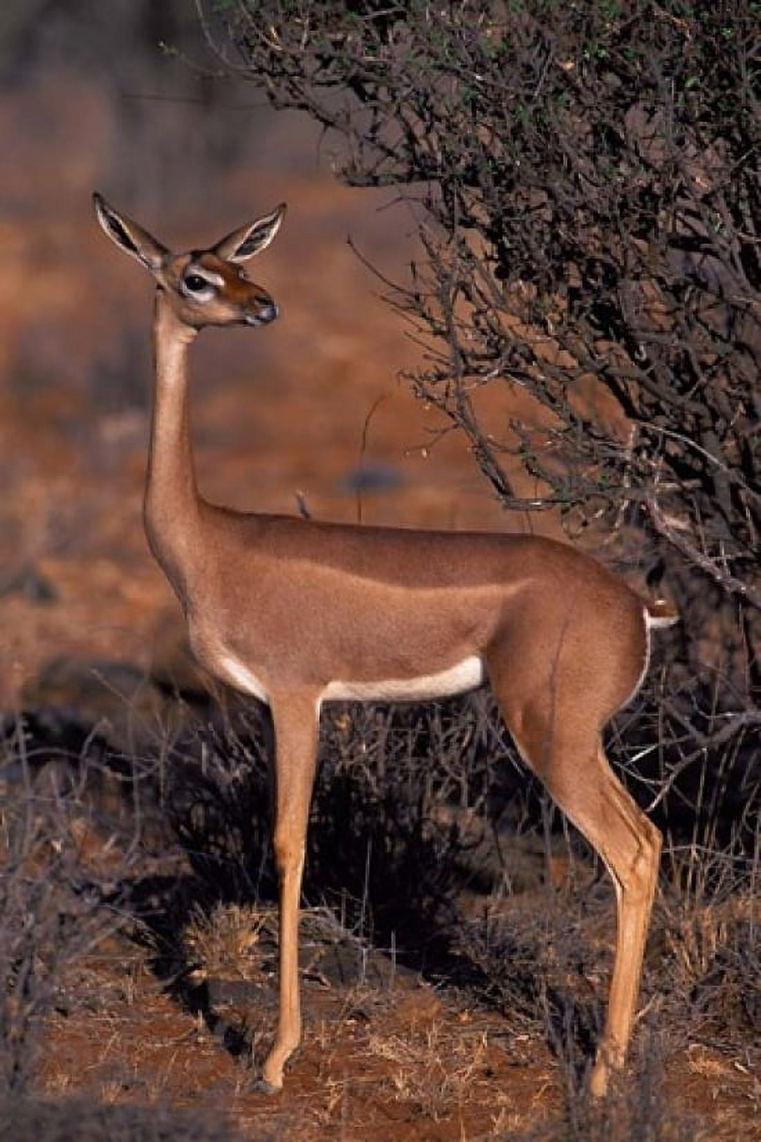 Samburu Gerenuk Kenya Canvas Art - Dee Ann Pederson DanitaDelimont (11 x 17)