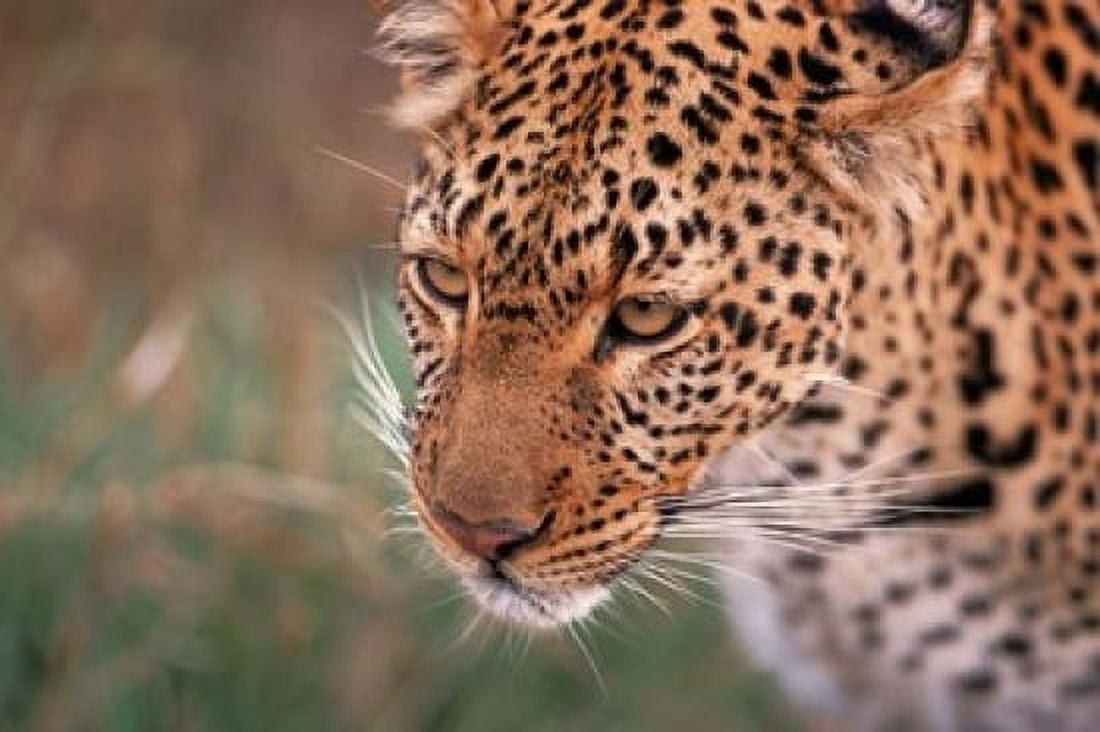 Samburu Leopard Kenya Canvas Art - Dee Ann Pederson DanitaDelimont (17 x 11)