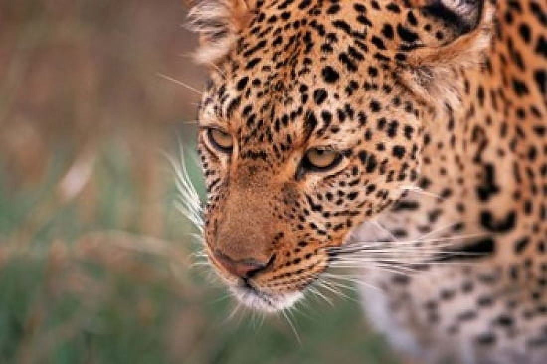 Samburu Leopard Kenya Canvas Art - Dee Ann Pederson DanitaDelimont (34 x 23)