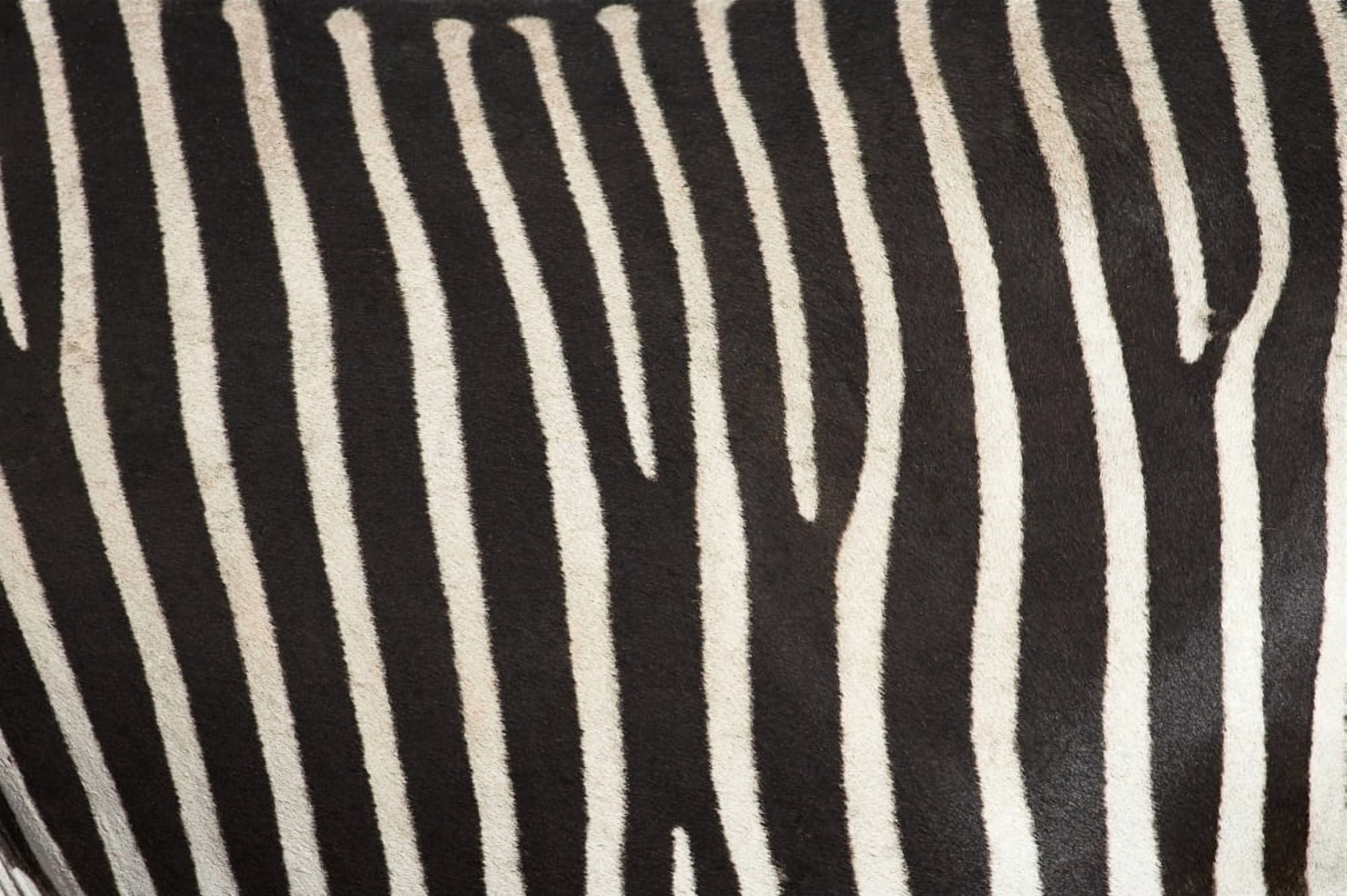 Samburu National Reserve Kenya East Africa Close-Up Of Grevys Zebra Hide Canvas Art - Chris Upton Design Pics (18 x 12)
