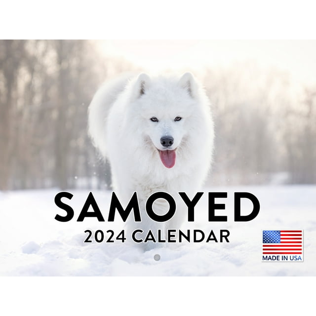 Samoyed Dog Breed 2024 Wall Calendar