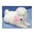 Samoyed Puppy White Dogs Puppy With Bow Furry Canvas Wall Art Prints
