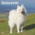 thumbnail image 1 of Samoyeds | 2025 12x24" (Hanging) Square Wall Calendar | Plastic-Free | BrownTrout, 1 of 9