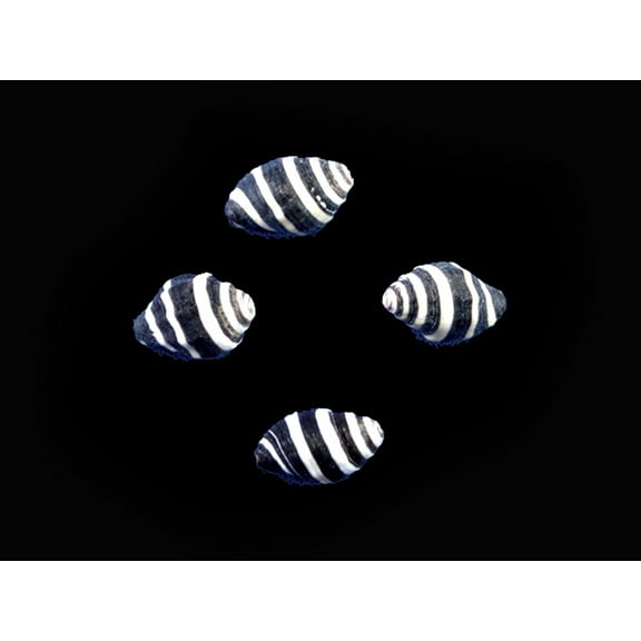 Sampler of 12 Tiny Bee Hive Mini Shells 1/4" -1/2" Engina Mendicaria Seashells Craft Hobby Natural Ocean Art