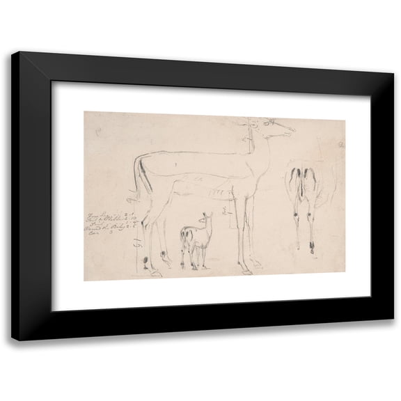 Samuel Daniell 14x11 Black Modern Framed Museum Art Print Titled - Studies of Deer - Three on on Sheet (ca. 1801)