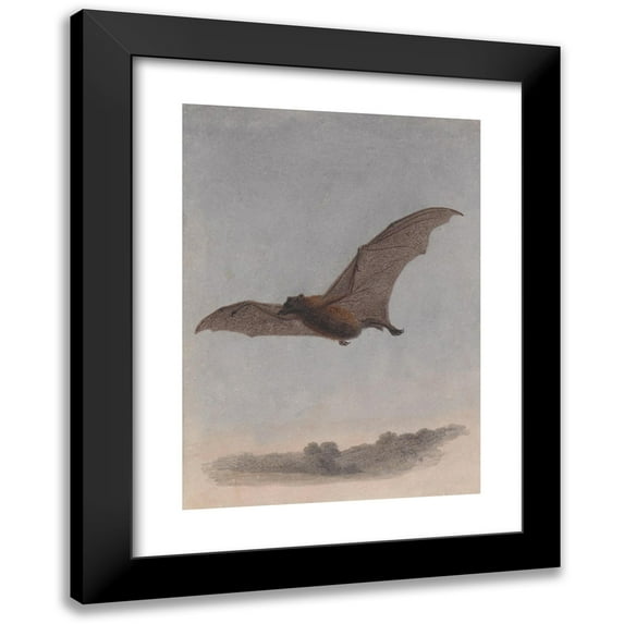 Samuel Howitt 11x14 Black Modern Framed Museum Art Print Titled - Study of a Vampire Bat