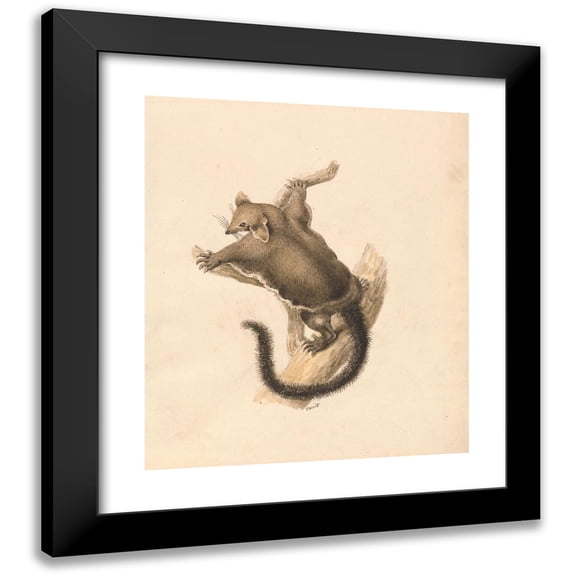 Samuel Howitt 12x14 Black Modern Framed Museum Art Print Titled - Flying Squirrel (ca. 1817)