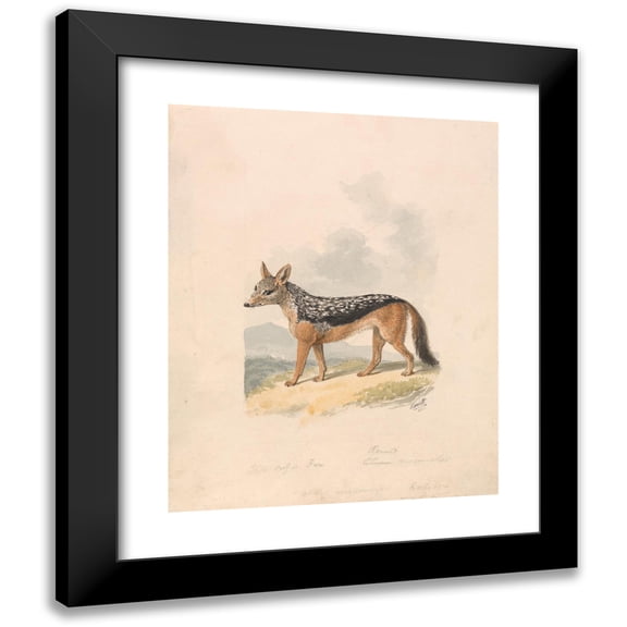 Samuel Howitt 15x18 Black Modern Framed Museum Art Print Titled - Black-Backed Jackal (ca. 1817)